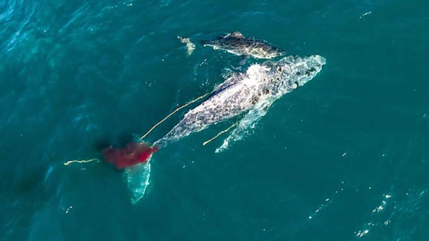 Great white shark captured taking down 32-foot humpback whale in ‘strategic kill’