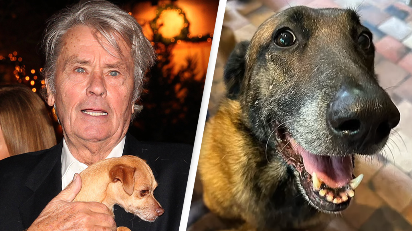 Acteur français Alain Delon démenti : son chien ne sera pas euthanasié