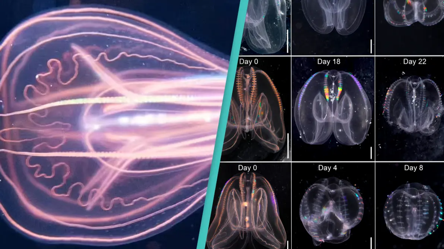 Révélation scientifique : la découverte d’une créature marine ‘immortelle’ qui aurait le pouvoir de ‘voyager dans le temps’