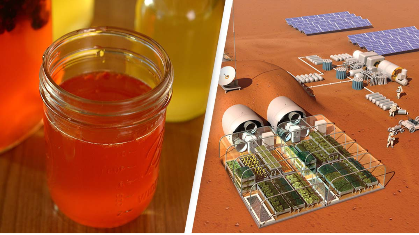 Scientists discover kombucha could be key for human survival on Mars