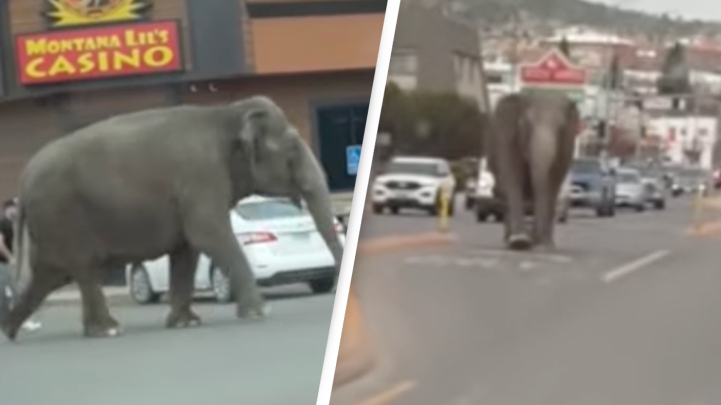 Circus elephant runs loose and hits the streets after escaping from handlers