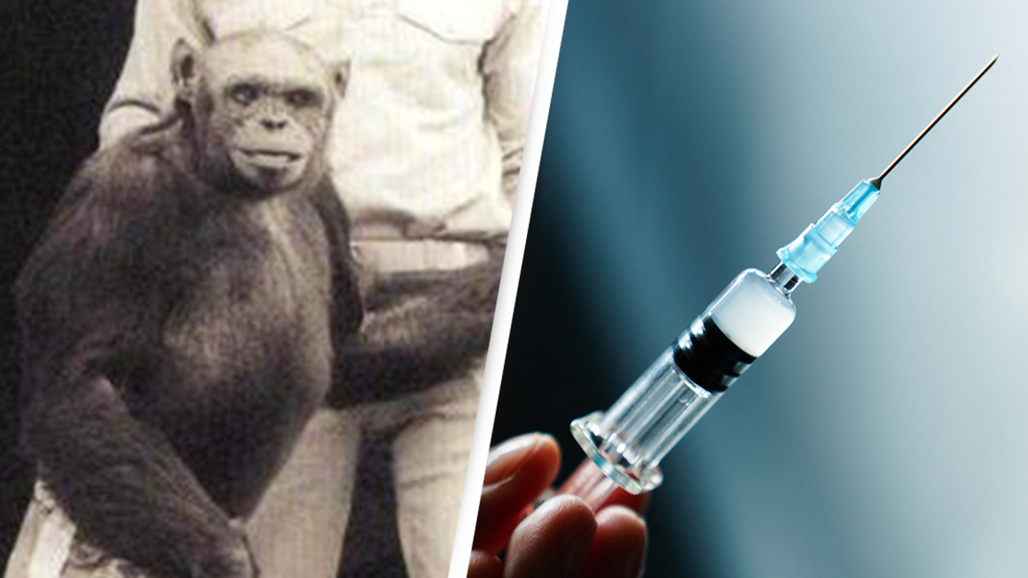 Scandaleux ! Un ‘humanzee’ créé en laboratoire avant d’être euthanasié