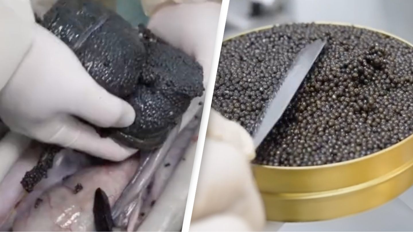 Video showing how caviar is harvested is making people never want to eat it