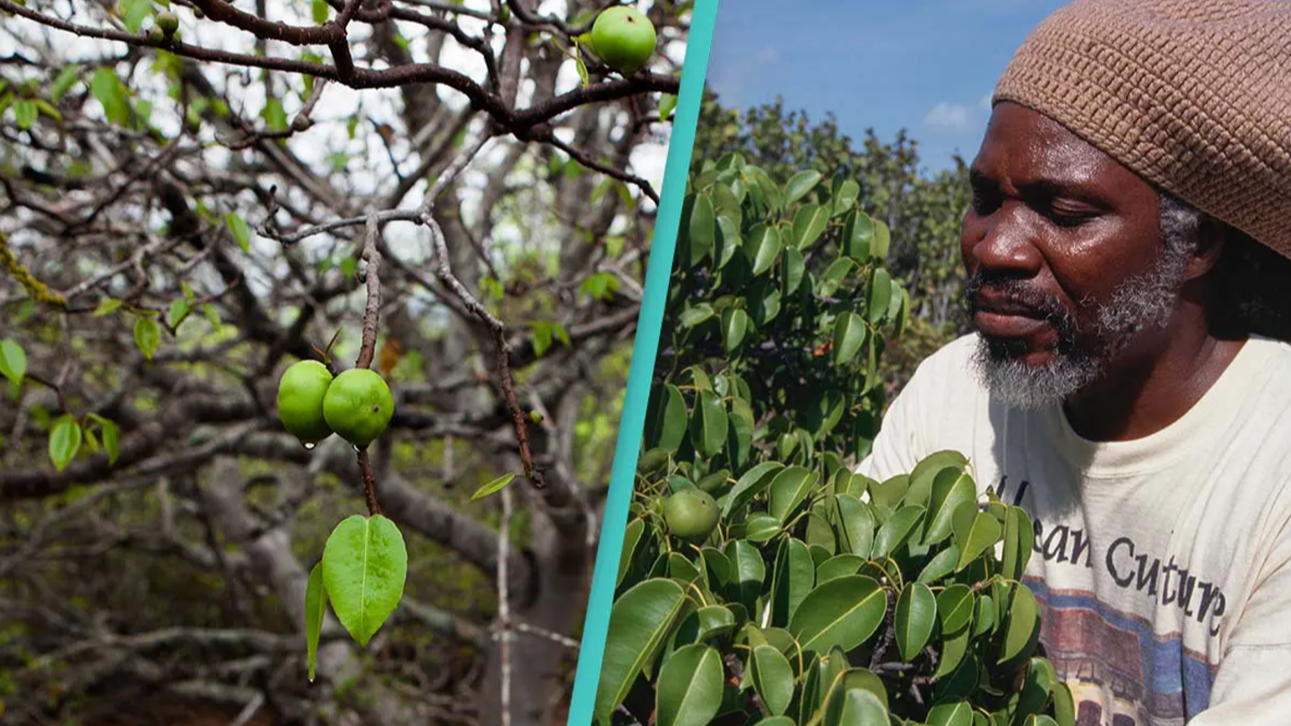 People who ate from the most dangerous tree in the world described horrifying symptoms that can be deadly