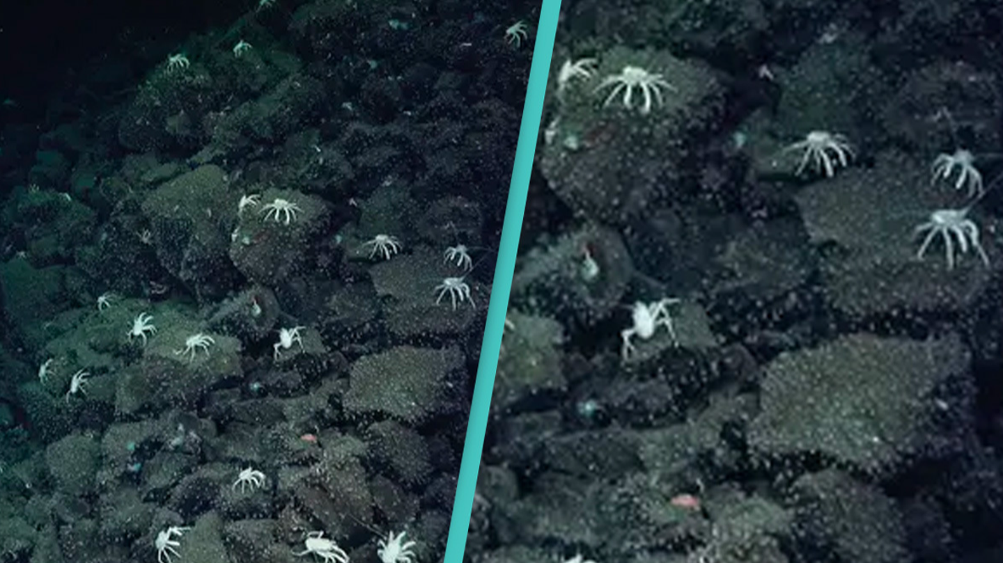 Scientists make unbelievable discovery after spotting trail of crabs at the bottom of the ocean