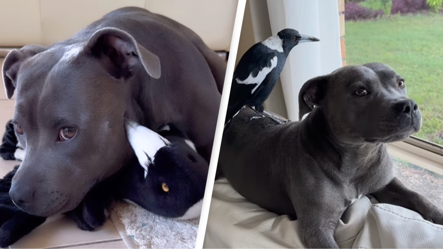 Viral friends Molly the magpie and staffy Peggy to be reunited but under strict conditions
