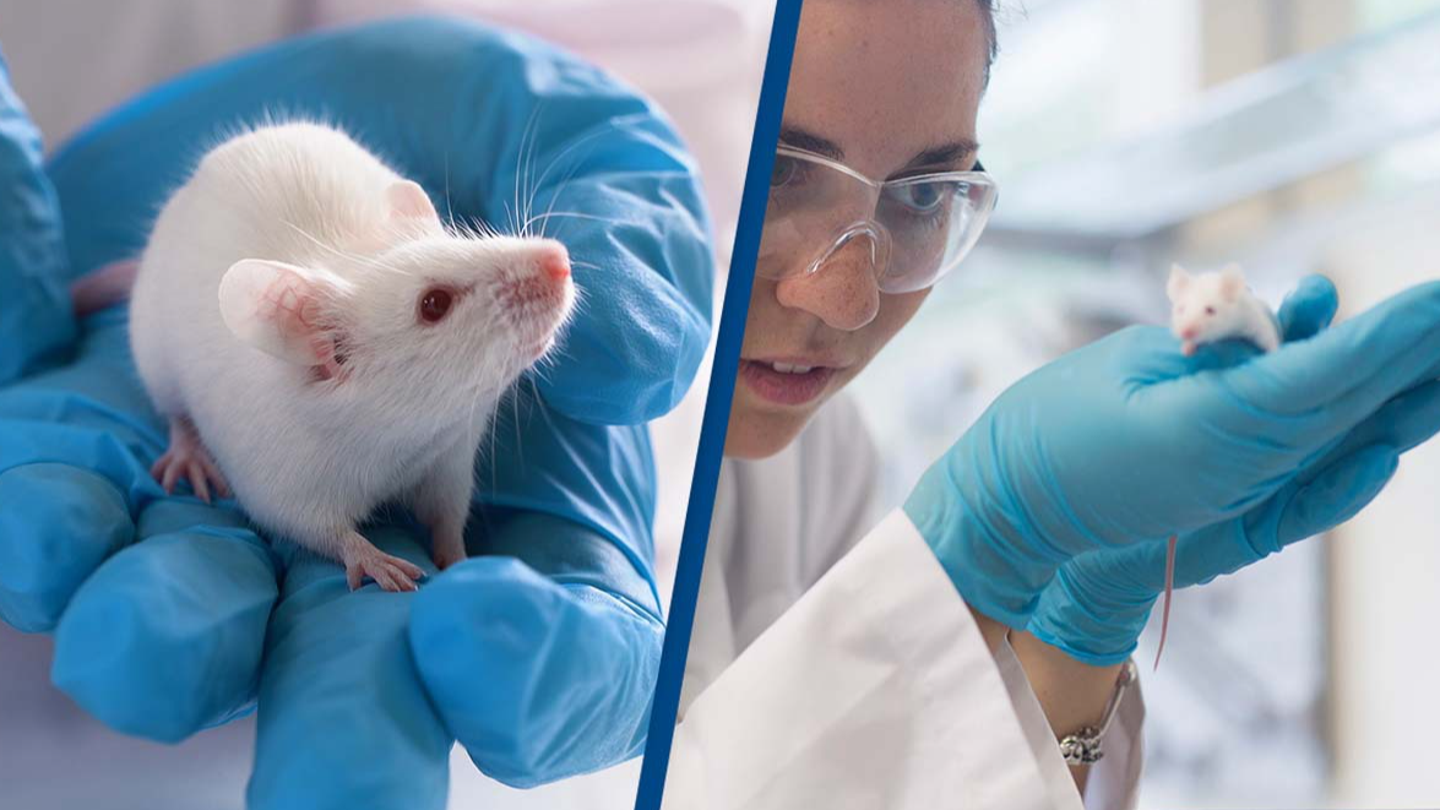 Scientists implant mice with deer cells and grow 'mini antlers' in major breakthrough