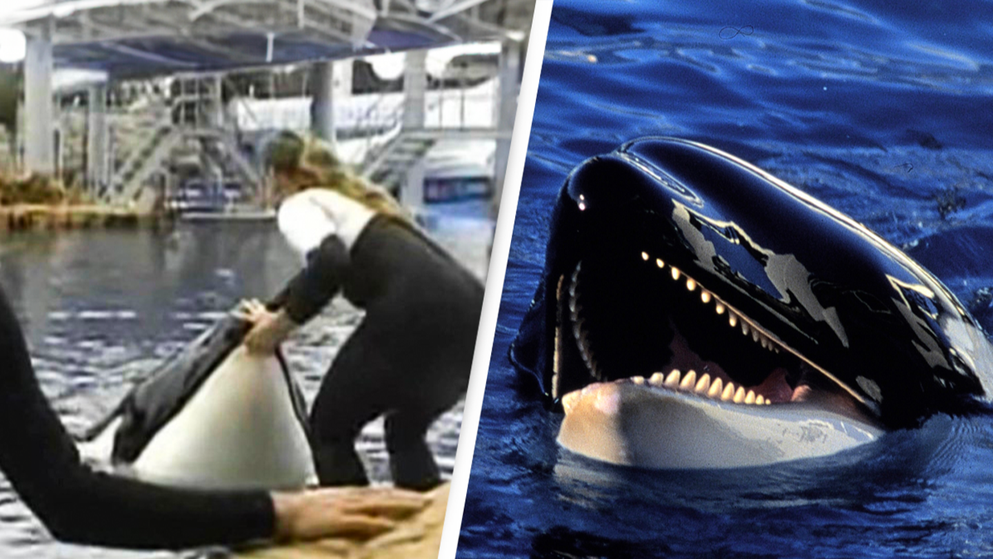 Haunting last image of SeaWorld trainer moments before trapped orca snatched and killer her