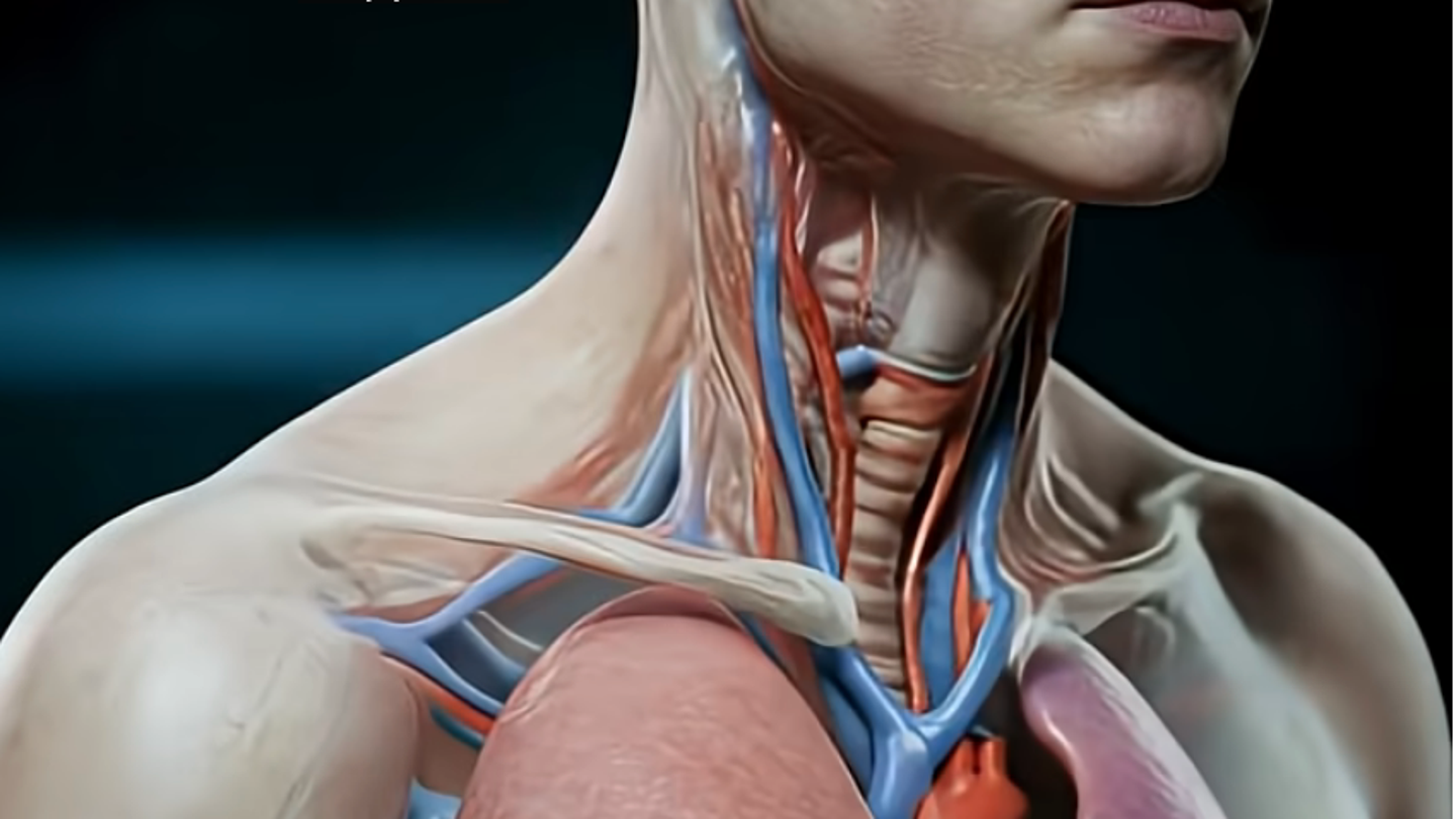 Évolution corporelle au fil du temps: une visualisation complète