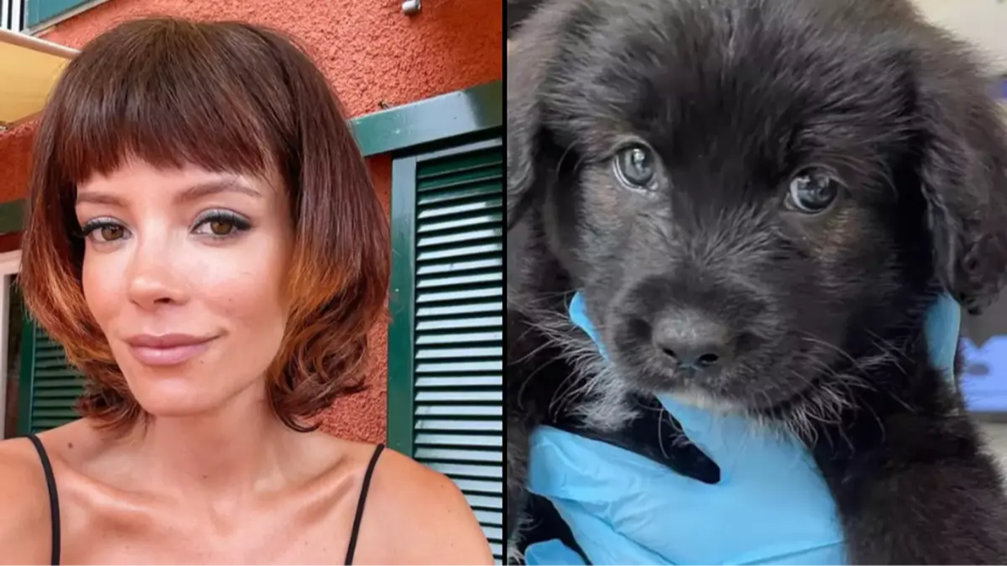 Chanteuse Lily Allen se voit offrir un cadeau brutal après avoir abandonné son chien pour avoir mangé son passeport