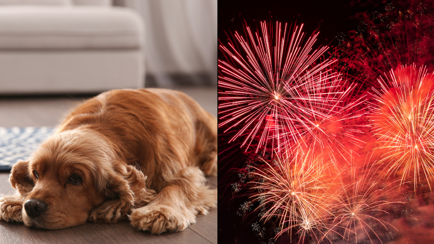 Musique calme pour apaiser vos animaux pendant les feux d’artifice de la nuit de Guy Fawkes