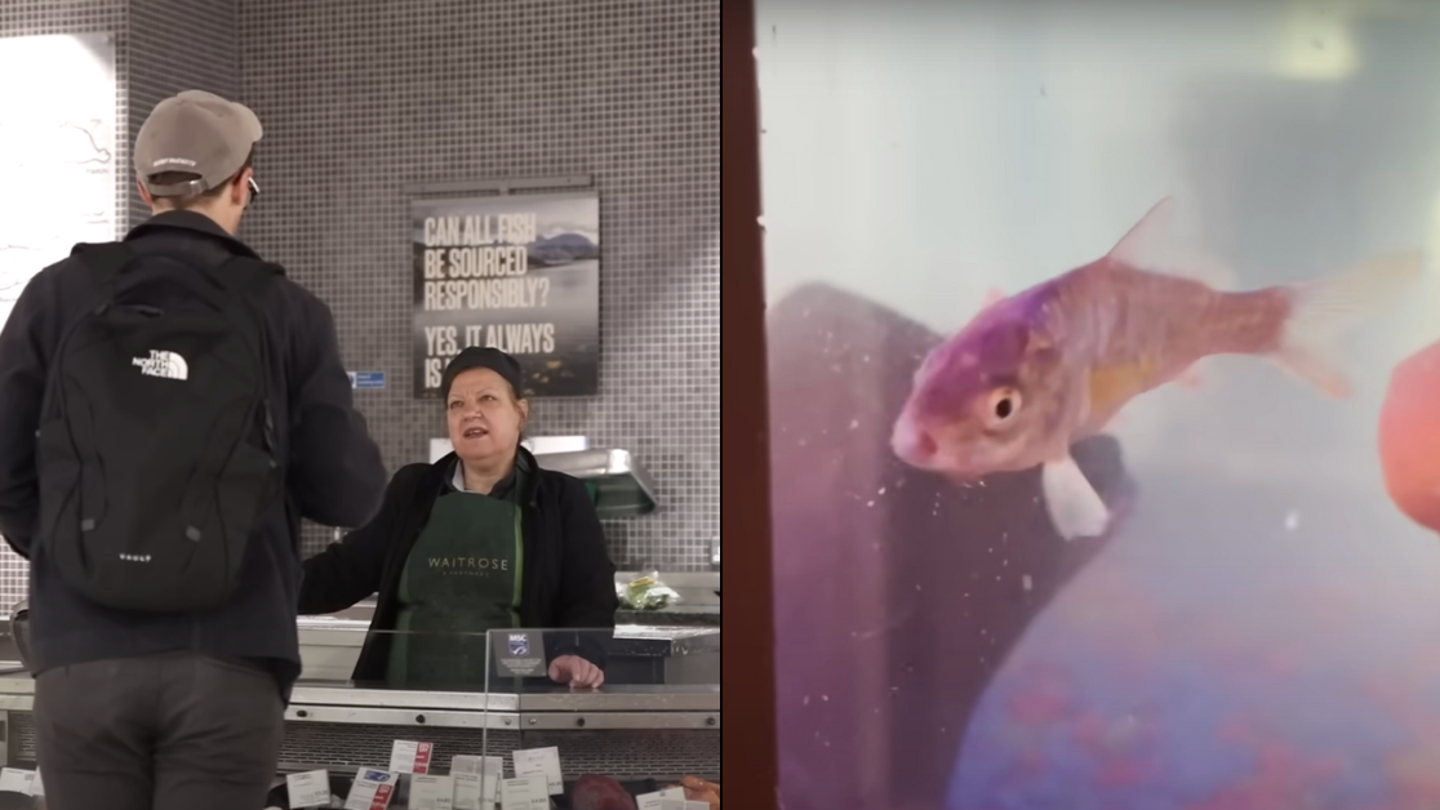 Max Fosh, YouTuber passionné, fertilise œufs de poissons en vue d’éclosion